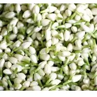 Jasmine flowers